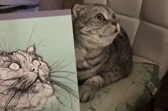 Кошки потеряшки, муниципальный округ Зарайск, фото: Потеряшка кошка Пуся в СНТ Вершки, Вослинка.