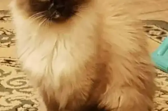 Кошки потеряшки, Томск, фото: Потеряшка кошка в Заварзино, Томская обл.