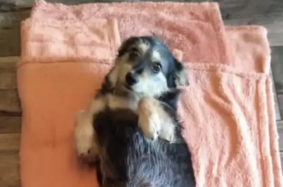 Собаки потеряшки, Приамурский, фото: Потеряшка собака Кнопа, ул. Островского 25А, Приамурский (контакты внутри)