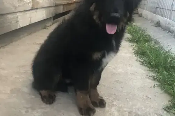 Объявления о пропавших и найденных животных, Улан-Удэ, фото: Пропала собака Нурик с ул. Российская 22 🐶❗️