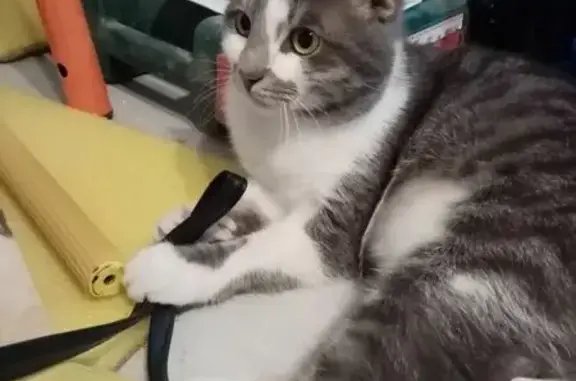 Кошки потеряшки, Москва, фото: Потеряшка кошка на 3-й Гражданской улице, Москва