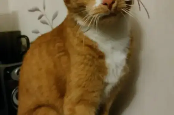 Кошки потеряшки, Санкт-Петербург, фото: Потеряшка кошка Чака, Беговая ул. 9 корп. 2, СПб.