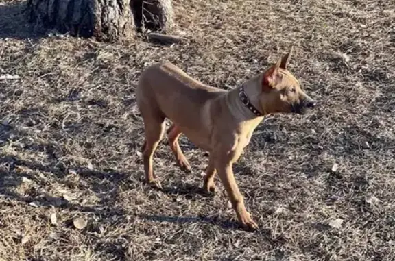 Пропала пугливая рыжая собака в Удмуртской Республике