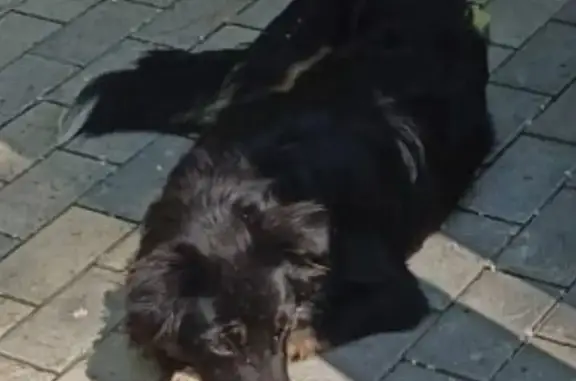 Найдена собака, Москва, фото: Найден молодой метис собаки на ул. Старая Басманная, Москва