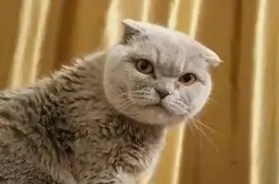 Кошки потеряшки, Ивановский муниципальный округ, фото: Потеряшка кошка Анфиса в Богородском, Амурская область