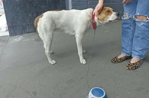 Собака найдена на Красной Пресне, 36 в Москве.