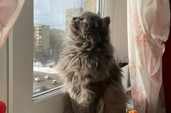 Кошки потеряшки, Ижевск, фото: Потеряшка кошка на улице 10 лет Октября, 43, Ижевск