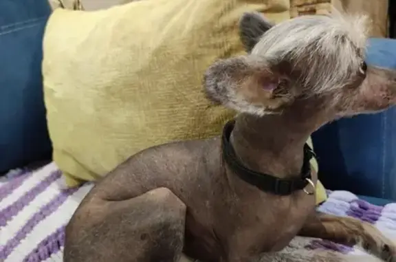 Найдена собака, Томск, фото: Собака Китайская хохлатая в Томске