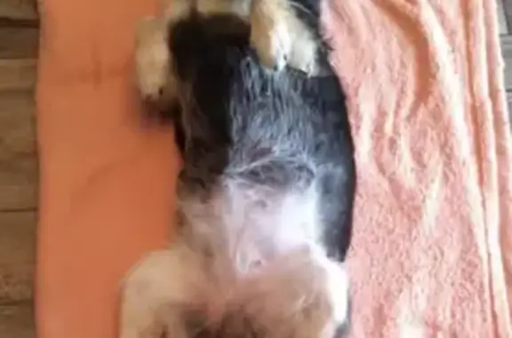 Собаки потеряшки, Приамурский, фото: Потеряшка собака Кнопа в Приамурском, Еврейская АО