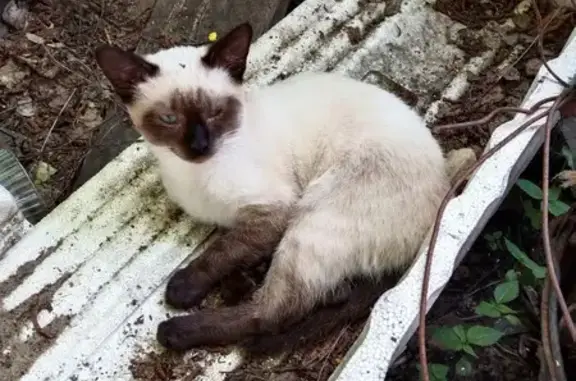 Найден домашний котик на Полянской улице, Кострома