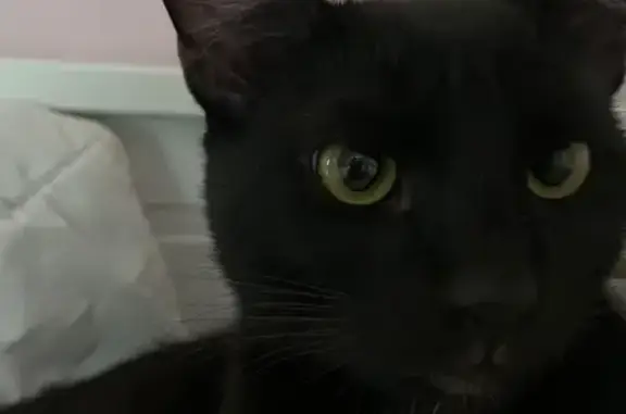 Потерянные животные Москва, фото: Пропала кошка на Утренней улице, Москва (14 корпус 1)