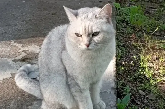 Пропала кошка Софи в деревне Бор, Ленобласть