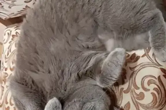 Кошки потеряшки, Санкт-Петербург, фото: Потеряшка кошка Василиса на проспекте Наставников, 34