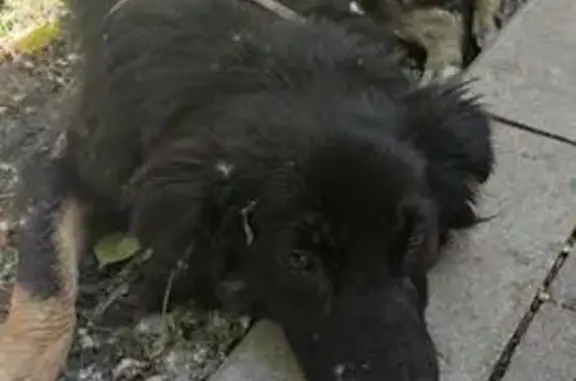 Найдена собака, Москва, фото: Найден молоденький кобелек в саду Баумана