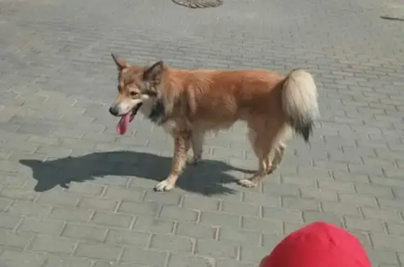 Найдена добрая собака в парке 850-летия Москвы