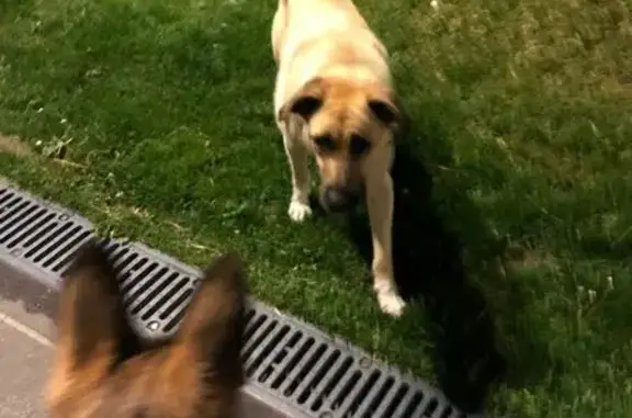 Найдена собака, Москва, фото: Собака на Боровском шоссе, Д.2к2, Москва.