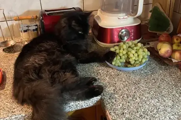 Кошки потеряшки, Ульяновск, фото: Потеряшка кот на ул. Тельмана, 90, Ульяновск.