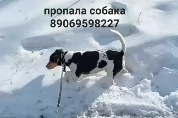 Пропала собака в Карбышево, Томская область