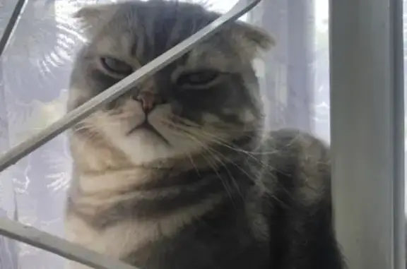 Кошки потеряшки, Набережные Челны, фото: Потеряшка кошка на улице Татарстан, 24А