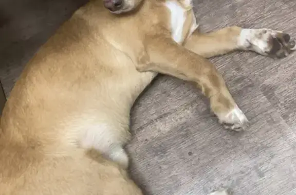 Найдена рыжая собака на ул. Н. Чаплина, 117, Тюмень