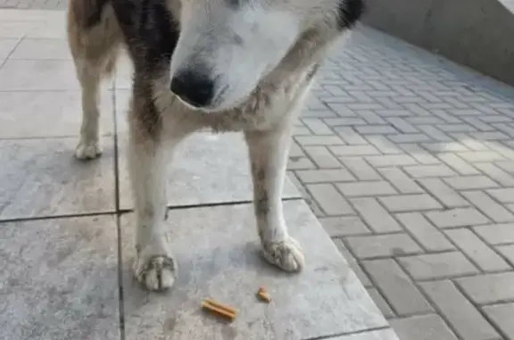 Найдена собака, Ростов-на-Дону, фото: Найден кобель хаски на Нижегородской, Ростов-на-Дону