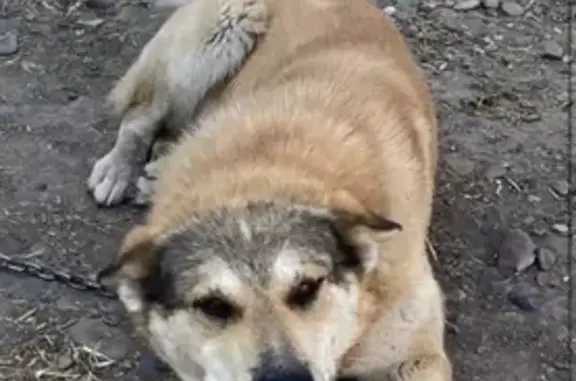 Пропала собака Шаман в районе АЗС, Славянск-на-Кубани