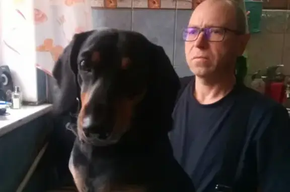 Потерянные животные Калининград, фото: Пропала такса на ул. Павлика Морозова 93, Калининград