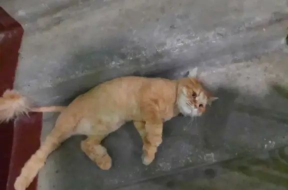 Найдена кошка на 15-й Парковой, Москва