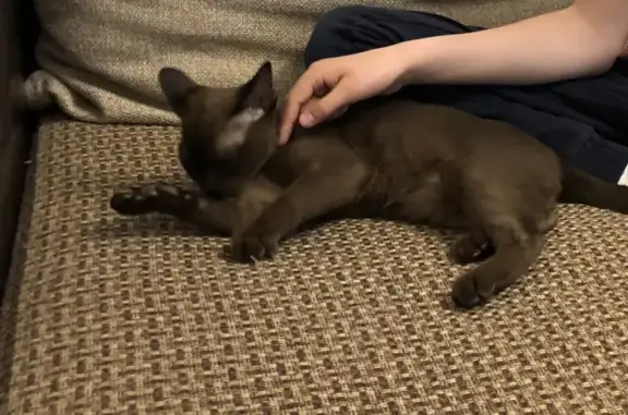 Потерянные животные Москва, фото: Пропала кошка на бульваре Генерала Карбышева, д.19/1!