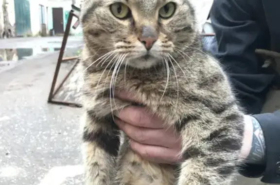 Найдена дружелюбная бенгальская кошка на Тамбовской, 24