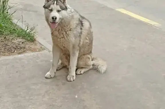 Собака хаски найдена в Казани, Оренбургский проезд 138А