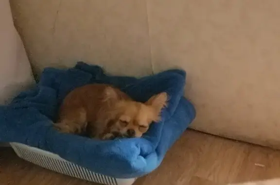 Собака найдена на Яблочной, 5 в Волгограде
