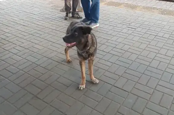 Потерянная собака на платформе Выхино!