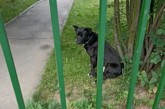 Собака найдена на Пенягинской, 24 в Москве