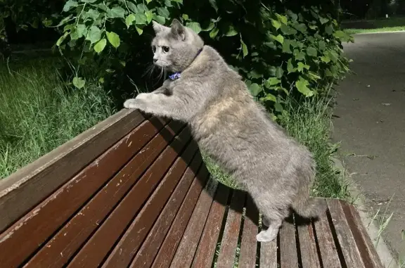 Упитанный домашний кот найден в парке Урицкого, Казань