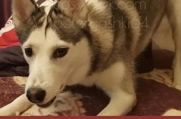 Собаки потеряшки, Саратов, фото: Потеряшка собака хаска в Саратове, Волжский район - помогите найти!