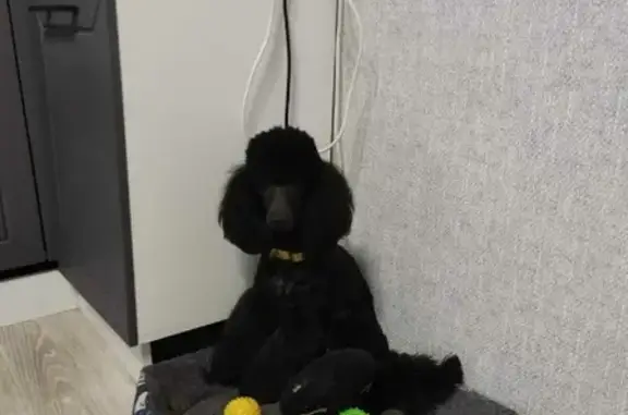 Собаки потеряшки, Томск, фото: Потеряшка пудель на ул. Салтыкова-Щедрина, Томск