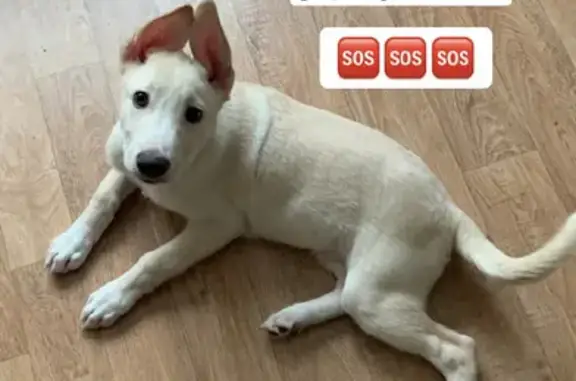 Потерянные животные Калининград, фото: Пропал щенок на ул. Ульяны Громовой, 94, Калининград.