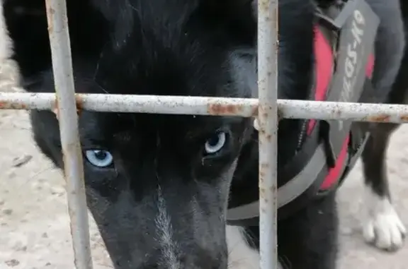 Найдена собака, Ростов-на-Дону, фото: Найдена собака на Светлой улице, 20