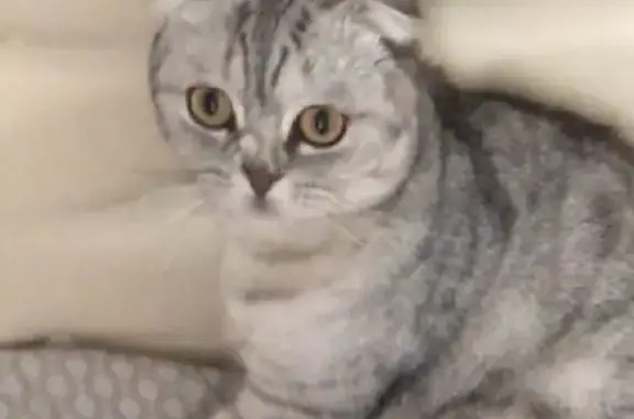 Кошки потеряшки, Ижевск, фото: Потеряшка кошка на Пушкинской, вознаграждение