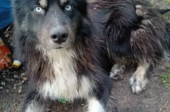 Пропала собака Джек в Конаковском районе, возможно увезли на машине.