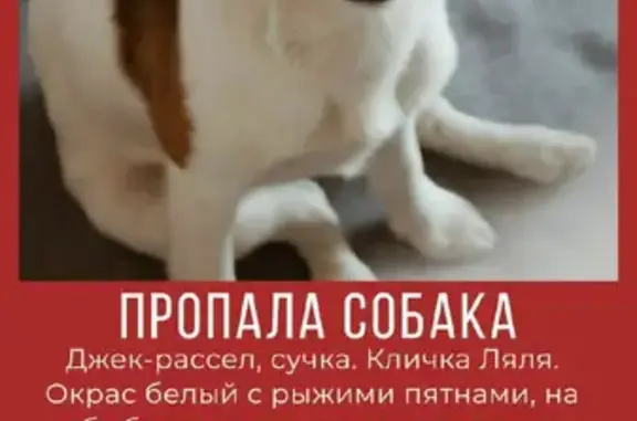Пропала собака Джек-рассел-терьер, сука в Копнино, Московская область