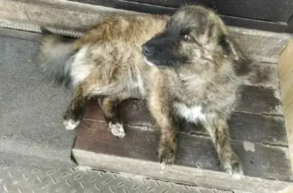 Собака найдена в Черепяни, Липецкая область