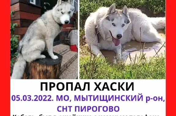 Пропала собака ХАСКИ в Пирогово, Мытищи, МО