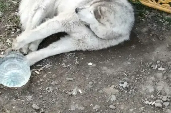 Собака найдена на Дагестанской 41 в Екатеринбурге