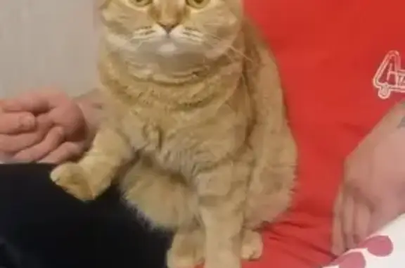 Кошки потеряшки, Орёл, фото: Потеряшка кошка на улице Алроса, 3