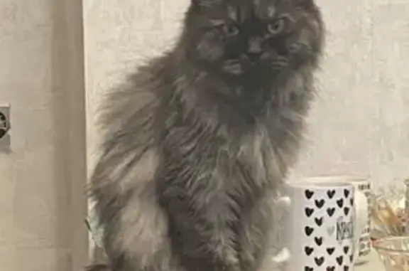 Потерянные животные Таврово, фото: Пропала кошка Микуша на Театральной, Таврово-10