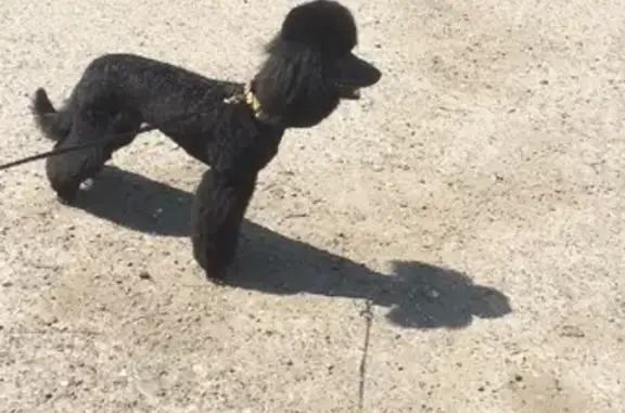 Собаки потеряшки, Томск, фото: Потеряшка пудель: ул. Кулагина, 27, Томск