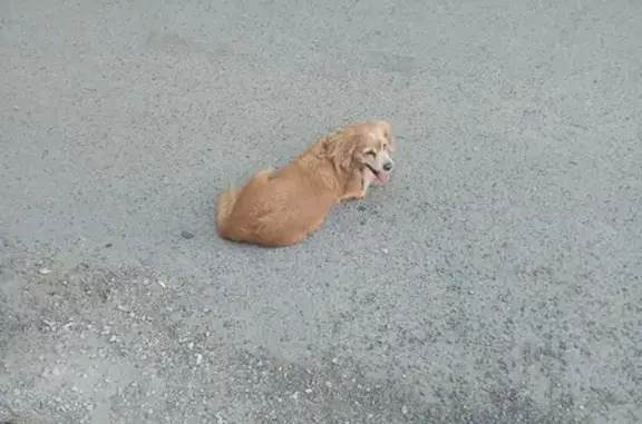 Собака Кокер спаниель на улице Войкова 32 в Туле