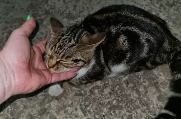 Найдена бенгальская кошка в Сармате, ищем хозяев